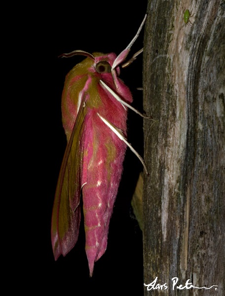 Elephant Hawk-moth